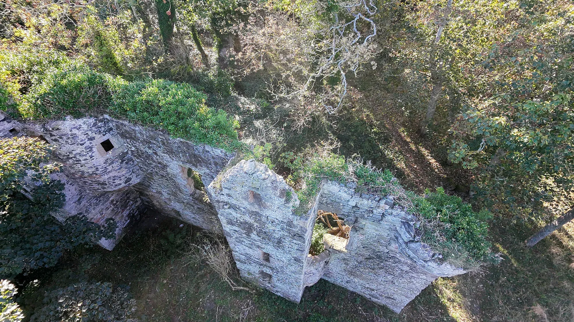 Overgrown Auldhame Castle ruins from above
