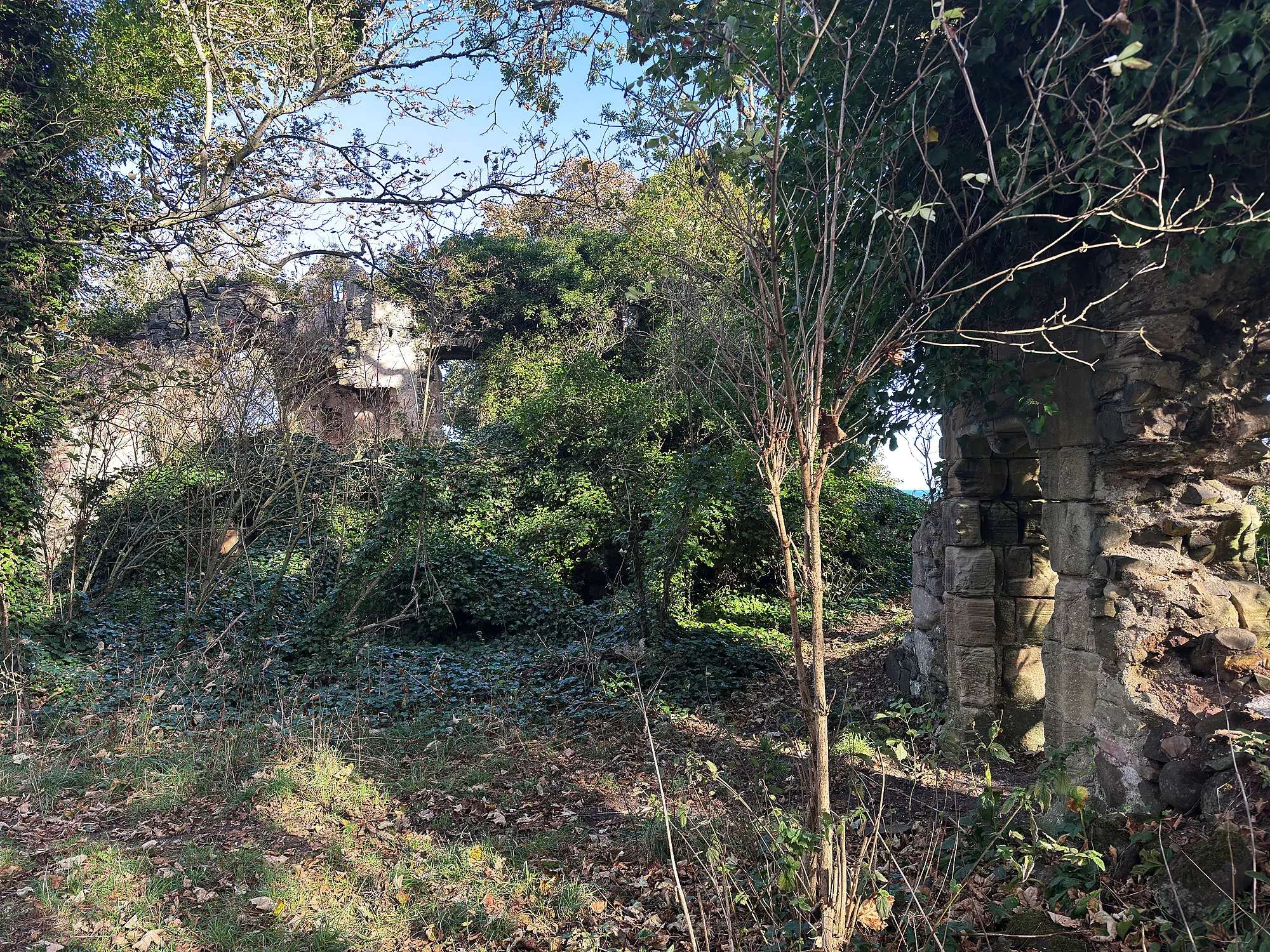 Overgrown Auldhame ruins in woodland
