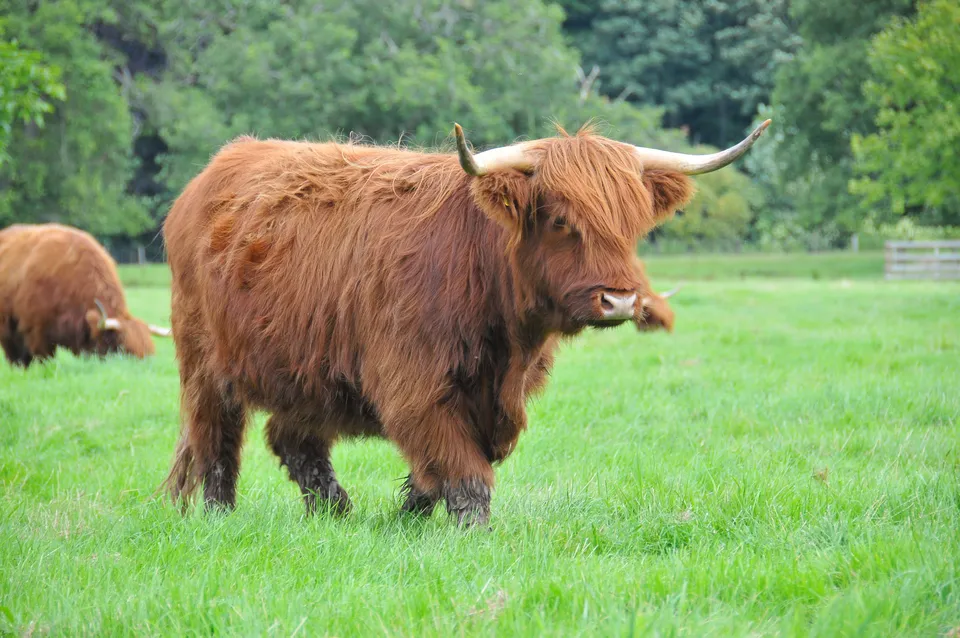 Szkocka krowa Highland